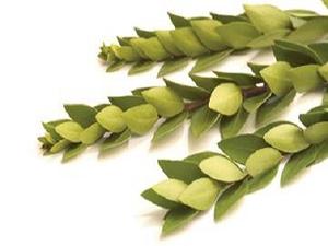 Extra Hadasim Sets (5161342042247)